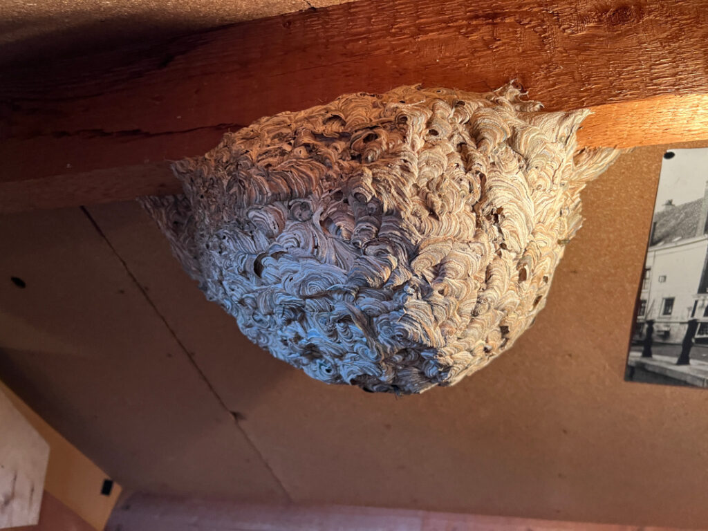 Nok van een zolder met bovenin een dikke houten balk, die je van de zijkant ziet. Onder deze dikke balk hangt een mooi halfrond wespennest.
